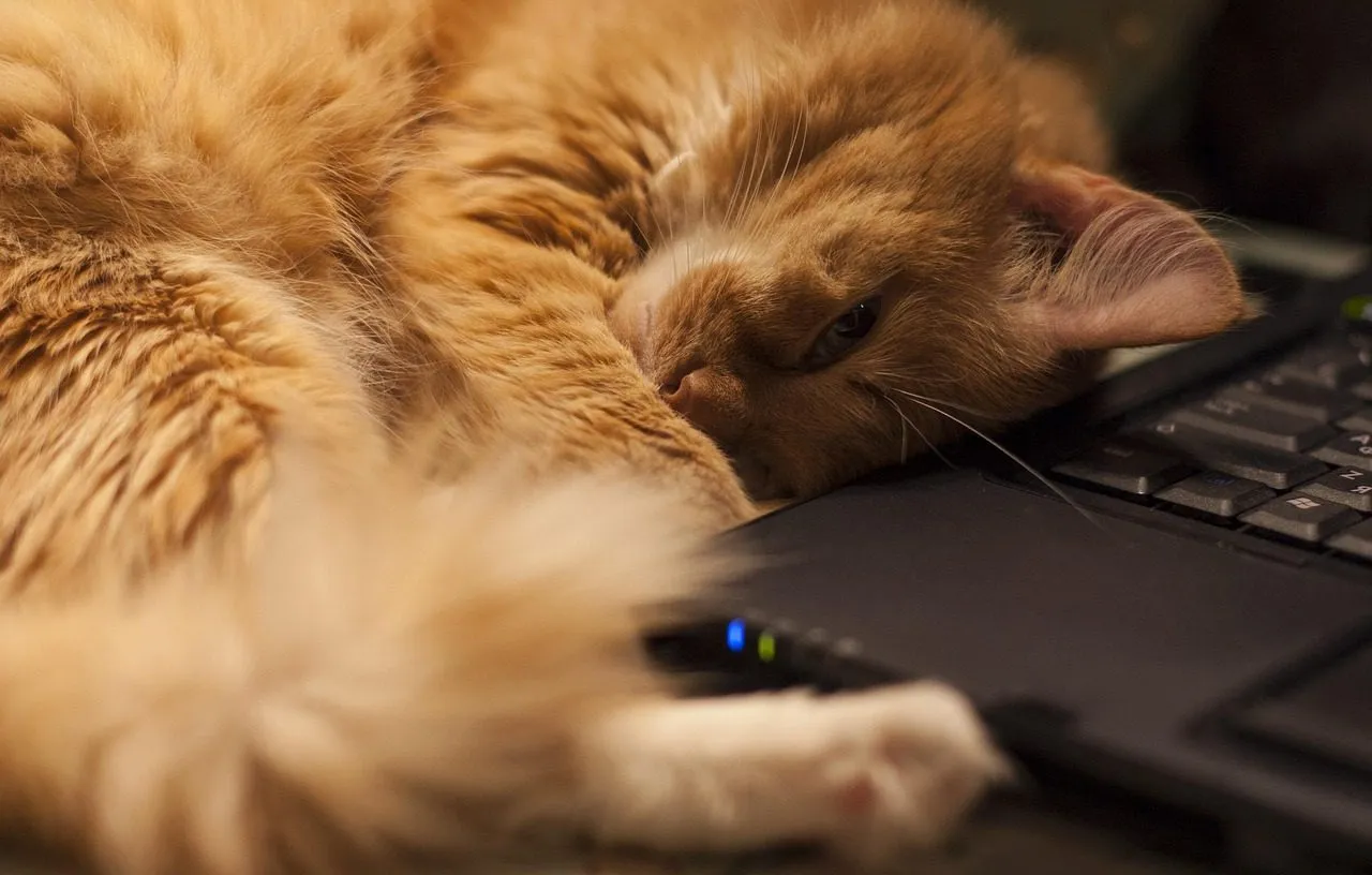 Gato naranja dormido sobre una libreta