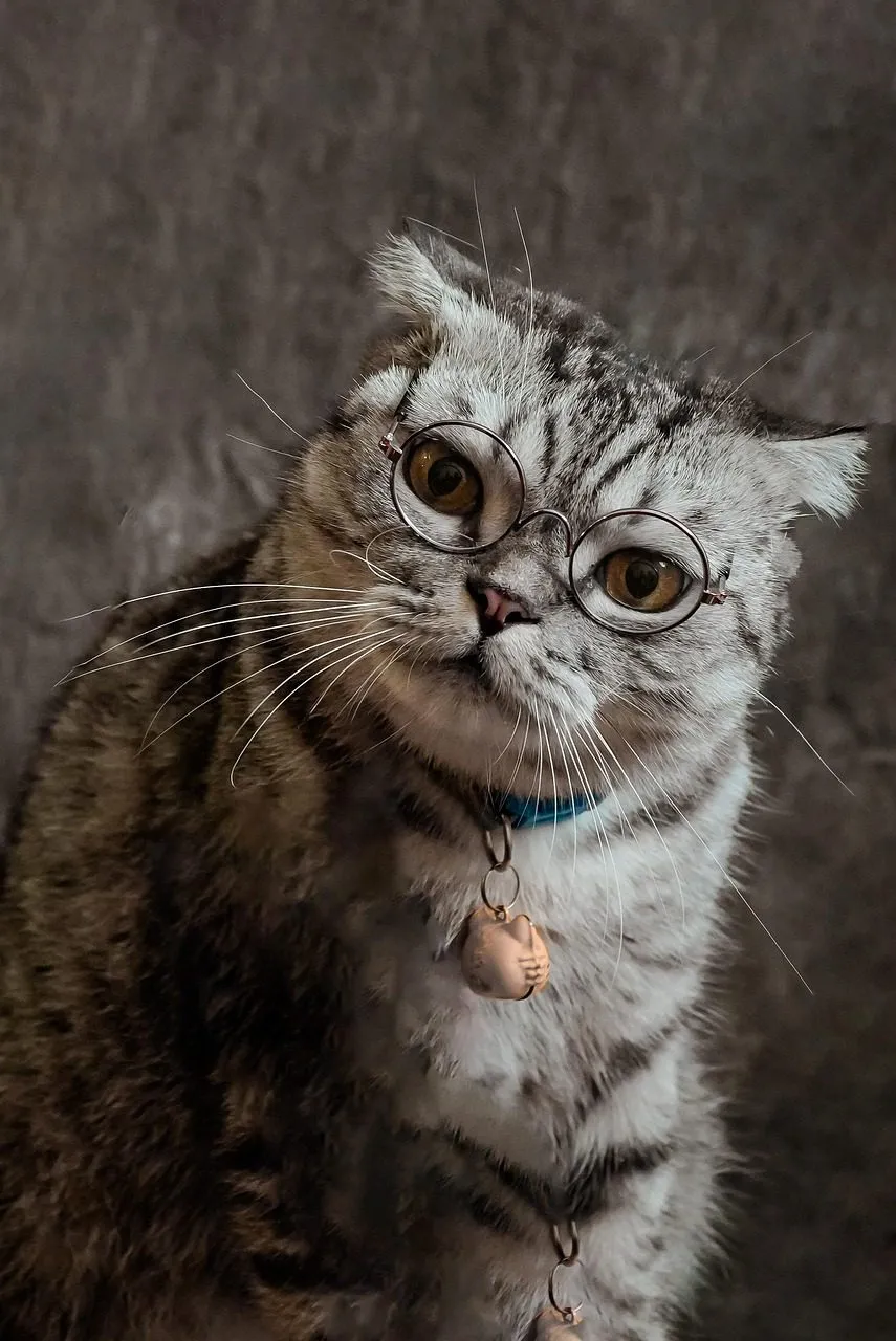 Gato con lentes mirando a la cámara