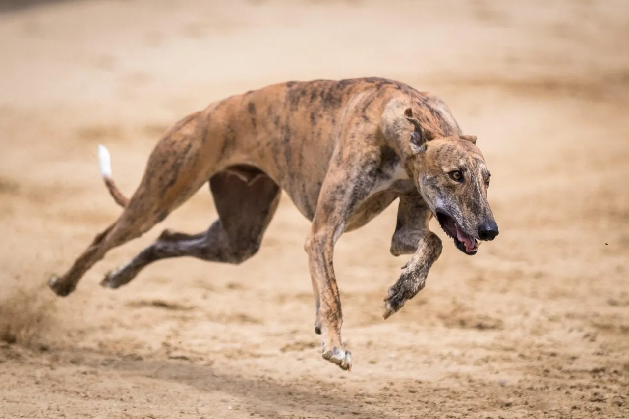 Galgos corriendo en una pista